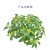 Xiang Rui Artificial Plant Potted Plant Osmanthus Tree Green Plant Home Living Room Ornament Garden Engineering Landscaping Decoration Factory Direct Sale