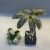 New Chinese Style Coconut Tree Decoration High-End Living Room Decorations Hotel Office Model Room Study Desktop Decoration