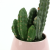 Cactus Artificial Succulent Pant Potted Creative Home Indoor Decoration Artificial Flower Factory Direct Sales Greenery Bonsai