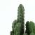 Cactus Artificial Succulent Pant Potted Creative Home Indoor Decoration Artificial Flower Factory Direct Sales Greenery Bonsai