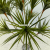Imitative Tree Green Plant Pe12 Spring Grass Pot