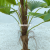 Imitative Tree Green Plant European-Style 9-Leaf Palm Pot