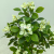 Imitative Tree Green Plant Solid Medium White Bougainvillea Potted Plant
