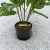 Imitative Tree Green Plant European-Style Five-Branch White Vein Zebra Leaf Pot