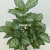 Imitative Tree Green Plant European Keel White Vein Zebra Leaf Potted Plant