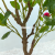 Imitative Tree Green Plant European Keel Camellia Potted Plant