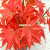 Imitative Tree Green Plant European Five Branches Red Maple Leaf