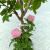 Imitative Tree Green Plant European Keel Perfume Pink Rose Potted Plant