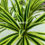 Imitative Tree Green Plant European-Style Short Three-Head Yellow Edge Ocean Iron Orchid Pot