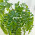Imitative Tree Green Plant European Keel Evergreen Tree Potted Plant