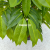 Imitative Tree Green Plant European Keel Lychee Tree Pot