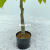 Imitative Tree Green Plant European Keel Lychee Tree Pot