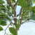 Imitative Tree Green Plant European Keel Banyan Potted Plant