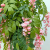 Imitative Tree Green Plants and Rattan Pink Tofu Pudding Potted Plants