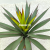 Imitative Tree Green Plant Buddha Hand Single-Headed Pineapple (Red Edge)