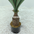 Imitative Tree Green Plant Buddha Hand Single-Headed Pineapple (Red Edge)