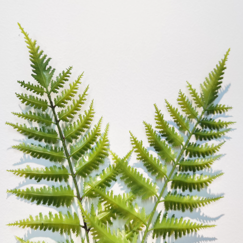 跨境仿真绿植 波斯草植物墙装饰假叶子蕨类草把束家居摆件批发