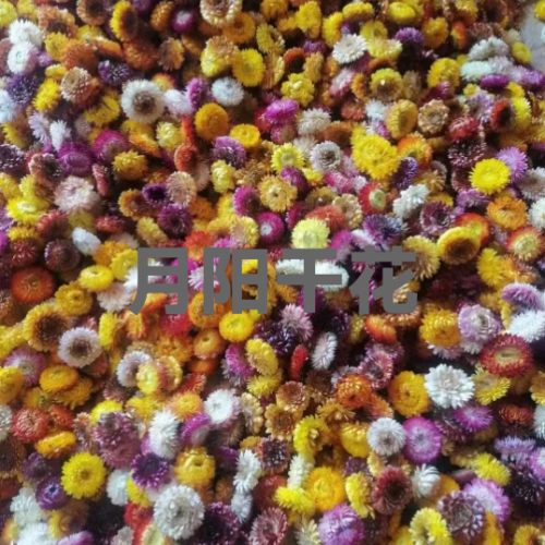 yuanyang dried flower eternal flower vender seed myosotis syatica gompena globosa magnolia strawflower natural dried flower headdress