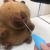 Cute Internet Celebrity Snot Capybara Snot Corafo Series Capybara Plush Toy Decompression Doll