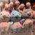 Plush Pendant Twisted Koala Keychain Duck Rabbit Bear Grasping Machine Tiktok Live Broadcast Amazon Cross-Border Factory