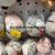 Plush Pendant Baby Dragon Keychain Orange Cow Chicken Grab Machine Tiktok Live Broadcast Amazon Cross-Border Factory