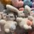 Plush Pendant Long-Haired Sitting Dragon Keychain Bear Sheep Frog Grab Machine Doll Tiktok Live Broadcast Amazon Cross-Border Factory