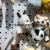 Plush Pendant Owl Keychain Cow Bear Dragon Grab Machine Doll Tiktok Live Broadcast Amazon Cross-Border Factory