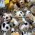 Plush Pendant Panda Milk Tea Cup Keychain Cattle Pig Dog Grab Machine Tiktok Live Broadcast Amazon Cross-Border Factory