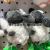 Plush Pendant Hanging Foot Sponge Baby Keychain Milk Tea Cup Sheep Dog Grasping Machine Tiktok Live Broadcast Amazon Cross-Border Worker