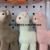 Plush Pendant Boutique Bear Alpaca Rabbit Backpack Pendant Crane Machines Tik Tok Live Stream Amazon