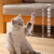 Elastic Cat Teaser Cartoon Hanging Door Elastic String Cat Toy Self-Hi Relieving Stuffy Swing Cat Toy