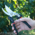 Labor-Saving Fruit Tree Thick Branches Gardening Scissor Garden Gardening Tools Sharp Household Garden Shears