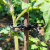 Eco-friendly Rubber Gardening Tree Belt Vine Climbing Plant Plastic Fastening Buckle Reusable