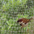 Fish Pond Orchard Vineyard Anti-Bird Netting 15126