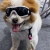 Dog glasses, pet glasses, universal for dogs and cats