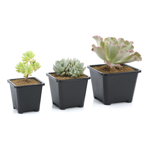 Medium Jingtian Pot Succulent Thickened Plastic Flower Pot Small Black Square Flower Pot Single Head Old Pile Korean Jingtian Pot