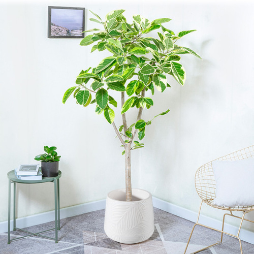 厂家批发双层花盆仿陶瓷创意塑料花盆绿植盆大号种植盆假树装饰盆