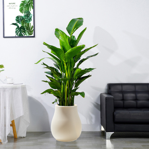 厂家批发大号塑料花盆天堂鸟花盆客厅大型绿植大叶植物可蓄水