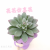 Artificial/Fake Flower Bonsai Cartoon Multi-Meat Living Room Wine Cabinet Desk and Other Furnishings Ornaments