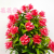 Artificial/Fake Flower Bonsai Plastic Basin Plastic Flowers Dining Table Bar Desk and Other Furnishings Ornaments