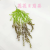 Artificial/Fake Flower Bonsai Single Wall Hanging Green Leaf Dining Room/Living Room Bar and Other Ornaments