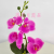 Artificial/Fake Flower Bonsai Ceramic Basin Phalaenopsis Decorations Living Room Dining Table Wine Cabinet, Etc.