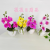 Artificial/Fake Flower Bonsai Ceramic Basin Phalaenopsis Decorations Living Room Dining Table Wine Cabinet, Etc.