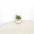 Artificial/Fake Flower Bonsai Ceramic Basin Multi-Meat Furnishings Ornaments