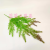 Artificial/Fake Flower Bonsai Single Green Plant Leaves Wall Hanging Decorations Restaurant Hotel, Etc.