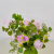 Artificial Flower Artificial Flower Bonsai Glass Bottle Small Rose Decoration Decorations