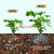 Soil Activator Bao Mine Source Potassium Fulvic Acid Humic Acid Root Solution Acid and Alkali Soil Hardening Improved