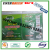 Green Live Green Killer Green Yue Mouse Trap Hot Sale Mouse Sticker 21*16