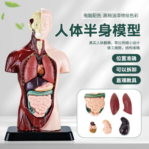 cross-border toys early education human organ bone model set science and education primary and secondary school students diy assembly children‘s puzzle