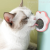 Amazon Cat Catnip Ball Polygonum Multiflorum Gall Fruit Licking Music Molar Teeth Cleaning Self-Hi Cat Teaser Toy Ball